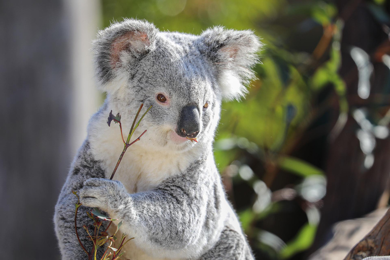 Sydney: Toegangskaartje voor de dierentuin van SydneySydney: toegangsbewijs Sydney Zoo