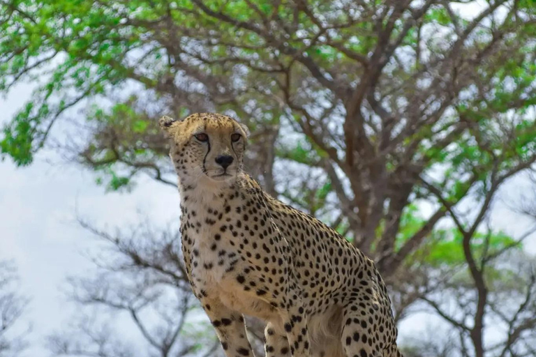 From Johannesburg: 2-Day Kruger National Park Safari
