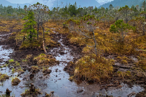 Sitka: Private Guided Tongass National Forest Hiking Tour Sitka: Private Guided Hiking Tour-Half Day