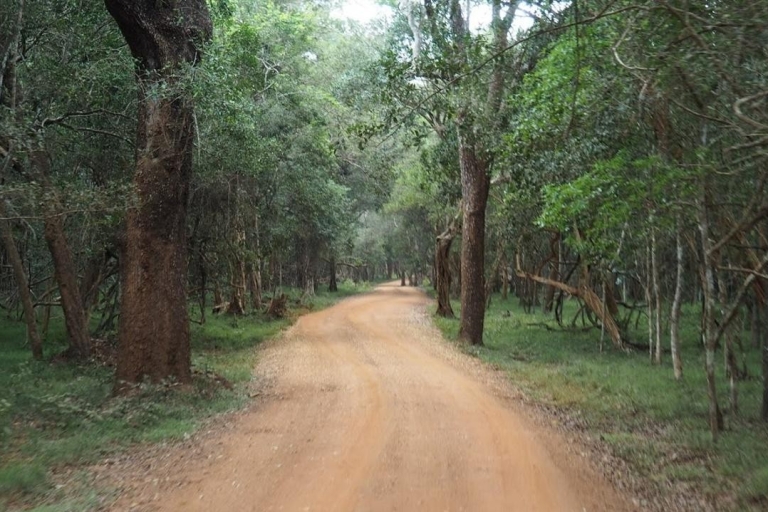 Anuradhapura: Excursión de un día al Parque Nacional de Wilpattu con entradaAnuradhapura: Excursión de un día al Parque Nacional de Wilpattu con ticket de entrada