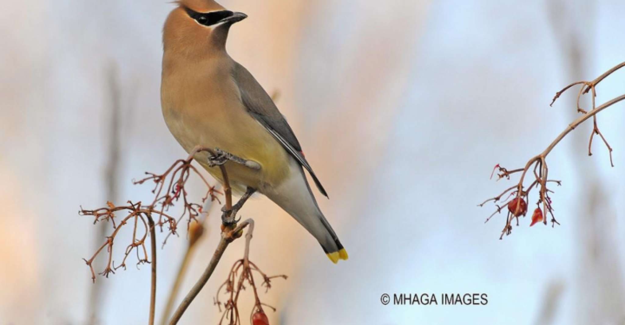 Saskatoon Riverbank Bird Walk - Housity