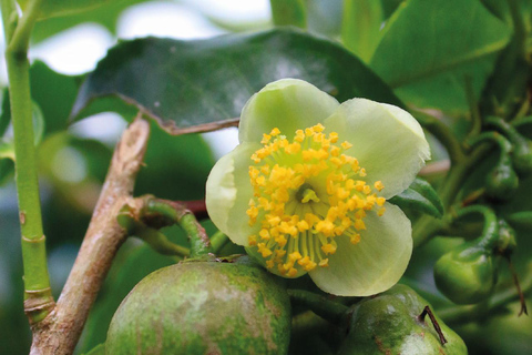 Boquete, Chiriquí: An ancient flavor in a tea leaf Boquete, Chiriquí: Dive into the world of tea