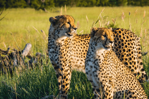 2-Day Sabi Sands Big Five Safari from Johannesburg