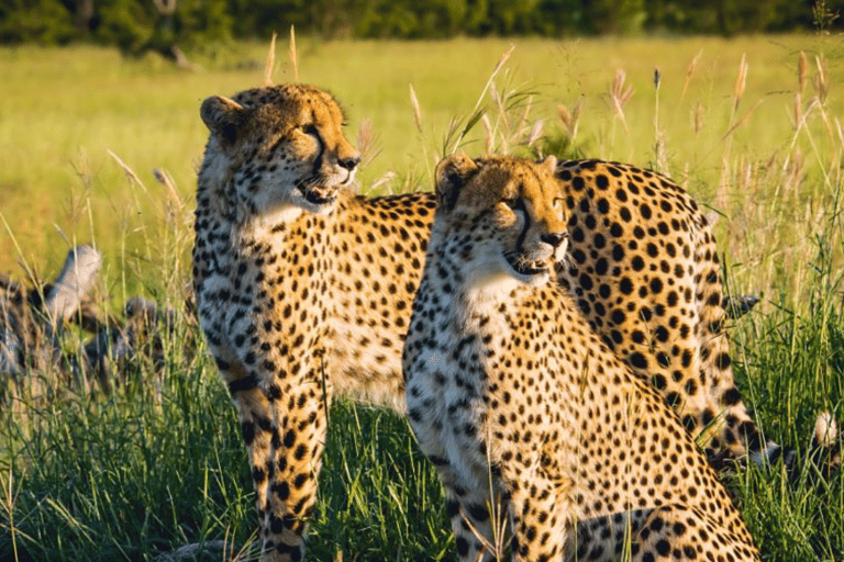 2-Day Sabi Sands Big Five Safari from Johannesburg