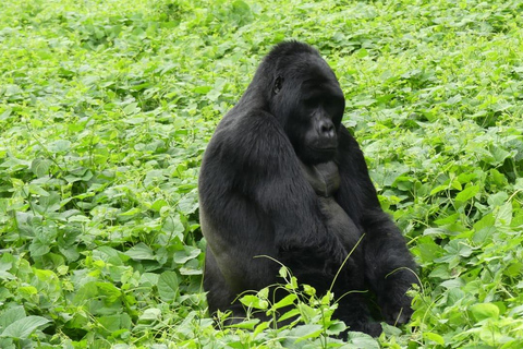 Kigali: Bwindi Impenetrable Forest Gorilla Trekking Tour