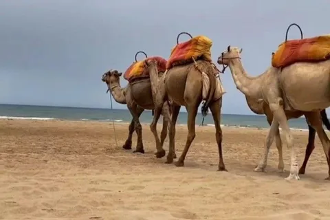 Tangier: Sunset tour with tea, camel ride & Cap Spartel