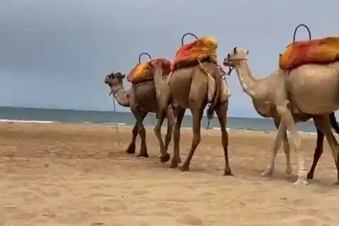 Tánger: Excursión al atardecer con té, paseo en camello y Cap Spartel