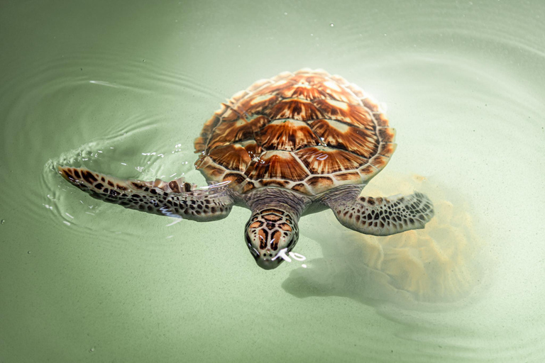 Depuis Phuket : quad, tyrolienne, rafting et faune à Khao LakFrom Phuket: Khao Lak ATV, Zipline, Rafting &amp; Wildlife Tour