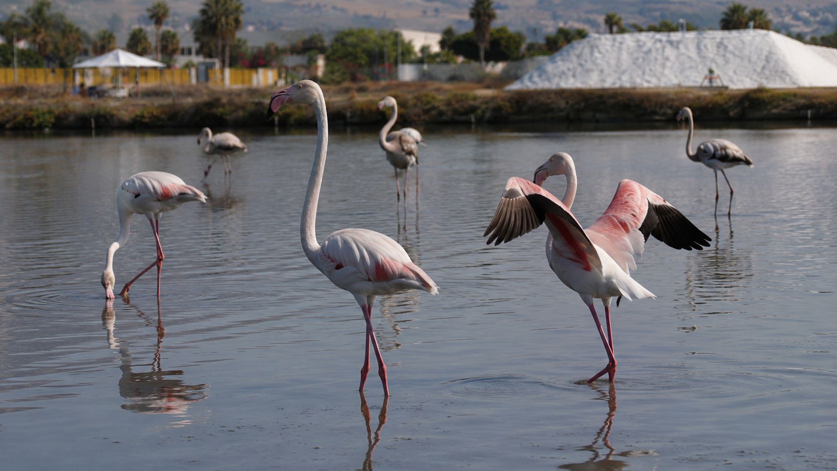 Salina Maria Stella di Trapani: Vogelbeobachtung auf der Suche nach Flamingos