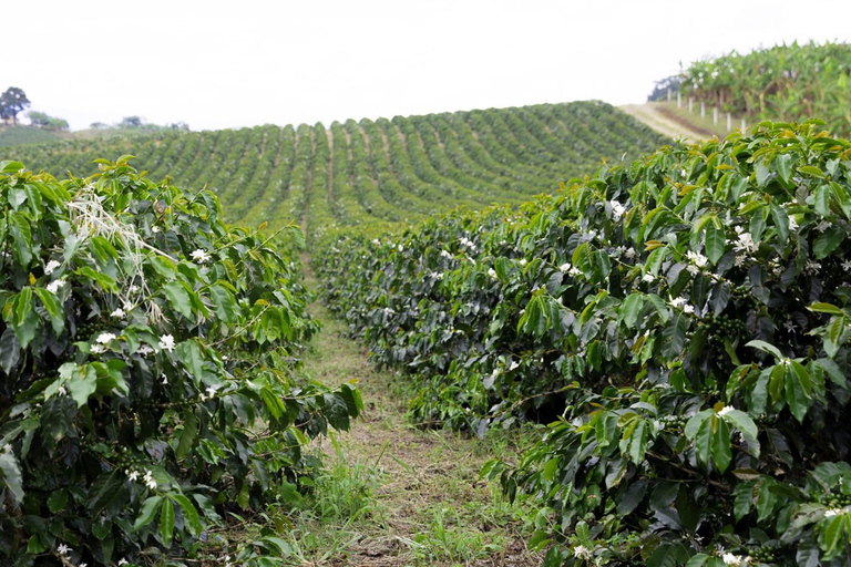 Addis Abeba: 4-tägige Äthiopien-Kaffeetour