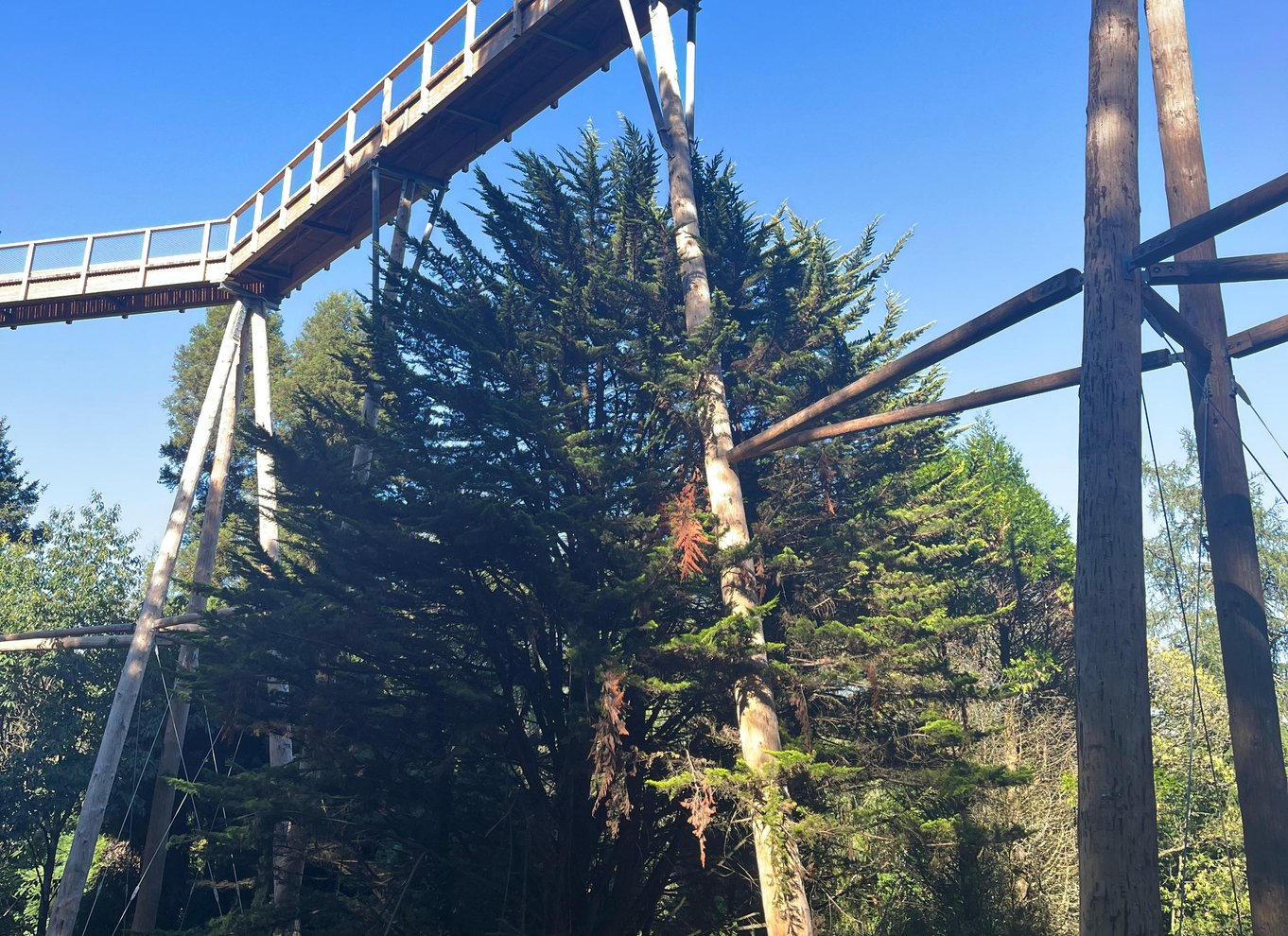 Individuelle entrébilletter til trætopstien og udsigtstårnet