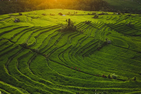 Half-Day Tour: Ulun Danu & Jatiluwih UNESCO Site With Entrance Tickets