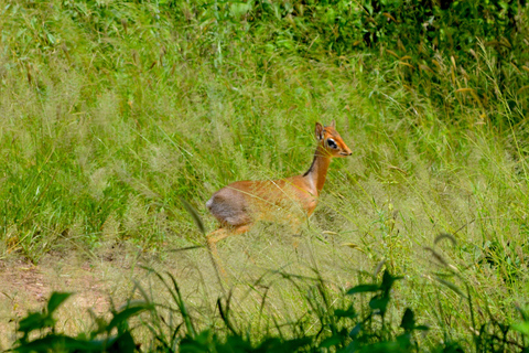 Arusha: Tarangire National Park Day Safari Joining Safari (1-2 People)