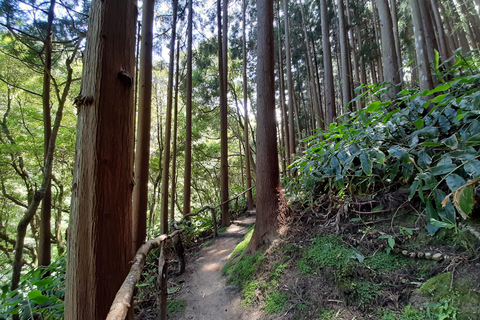 São Miguel: Moinho do Felix-Wanderung mit Besuch der Teefabrik