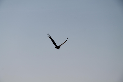 Addis Ababa: 8-Day Bale Mountains Birdwatching Tour