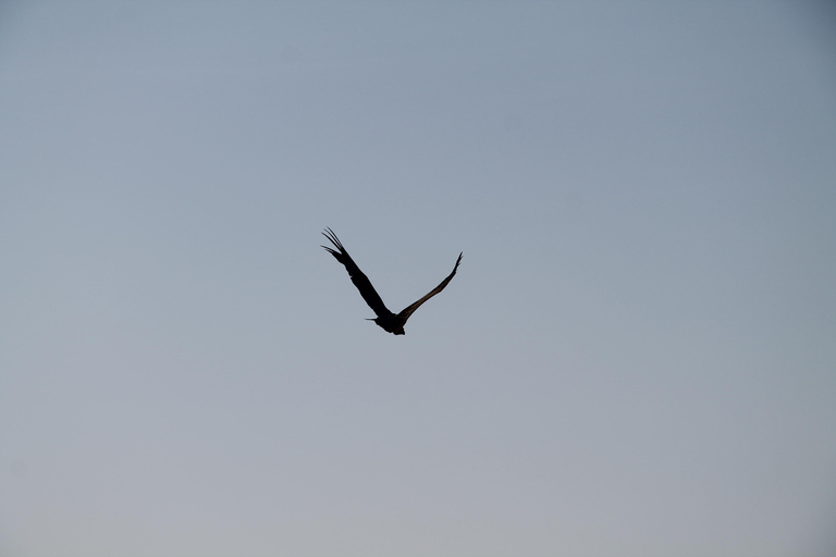 Addis Ababa: 8-Day Bale Mountains Birdwatching Tour