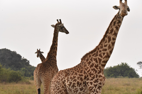 3 jours de safari en petit groupe dans le Masai Mara en Lodge