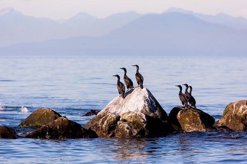 Vancouver: Whale Watching begeleide boottocht van een halve dag9 uur Vertrek