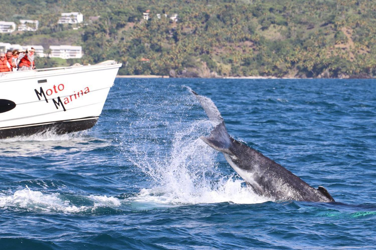 Samana: Whale Watching in der Bucht von Samana