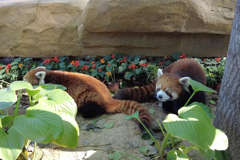 Peking: Panda House Biljett; snabb och smidig