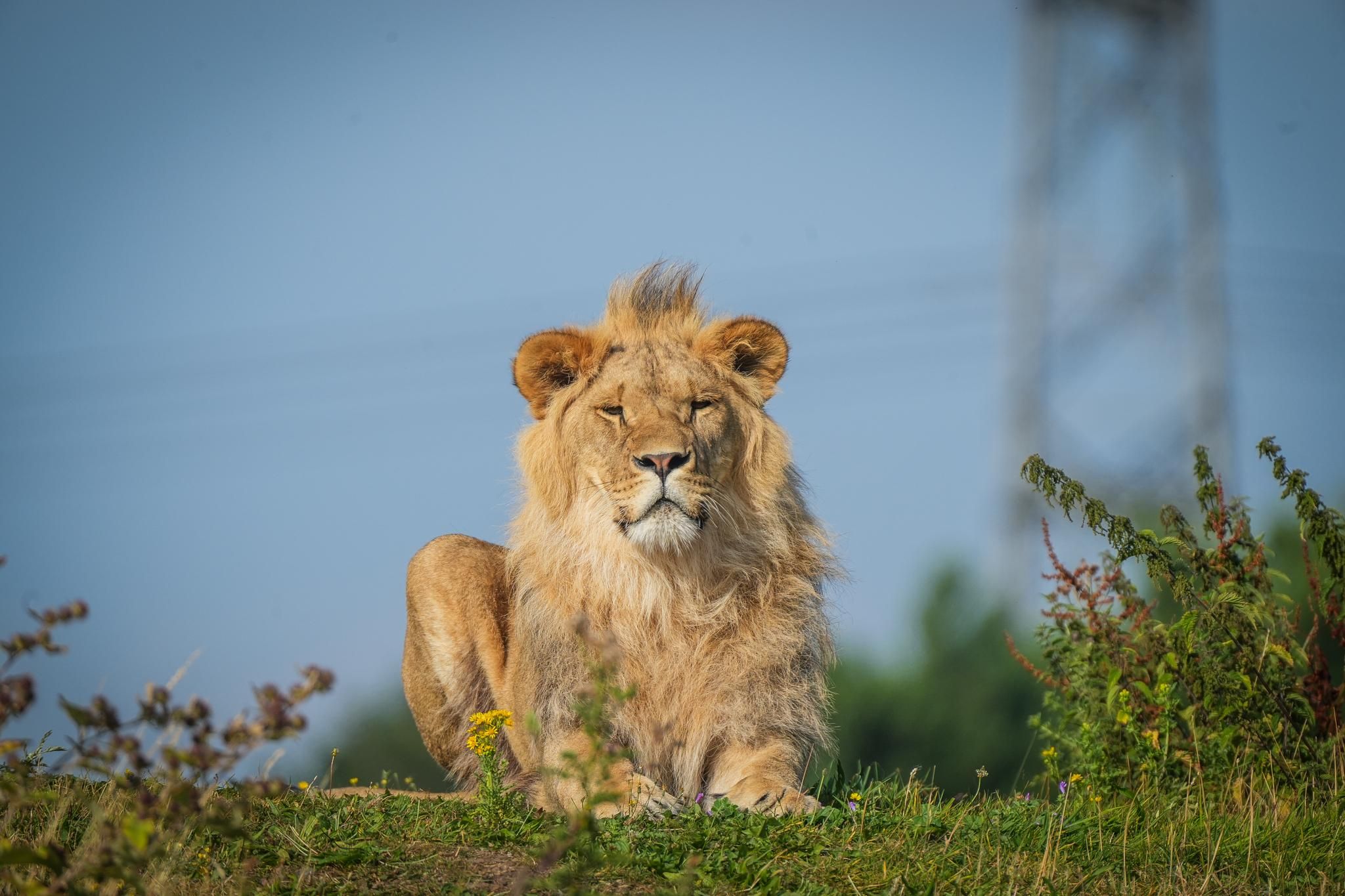 Yorkshire Wildlife Park: Ticket für den Eintritt