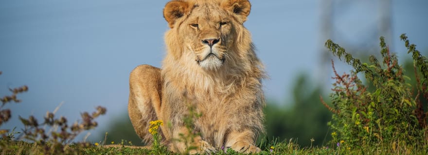 Yorkshire Wildlife Park: Biglietto d'ingresso