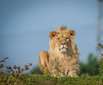 Yorkshire Wildlife Park: Entry Ticket