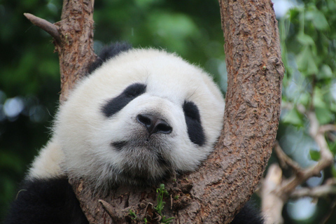 Chengdu: Half-Day Panda Base Tour with Guide Option Panda Base Tickets with Transfer and Tour Guide - Afternoon