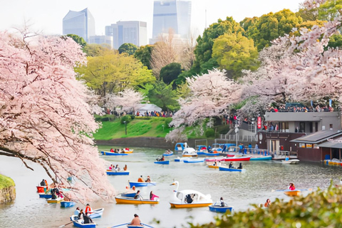 Cherry Blossom Seasonal Special: Classic Tokyo Day Tour Includes beef set meal