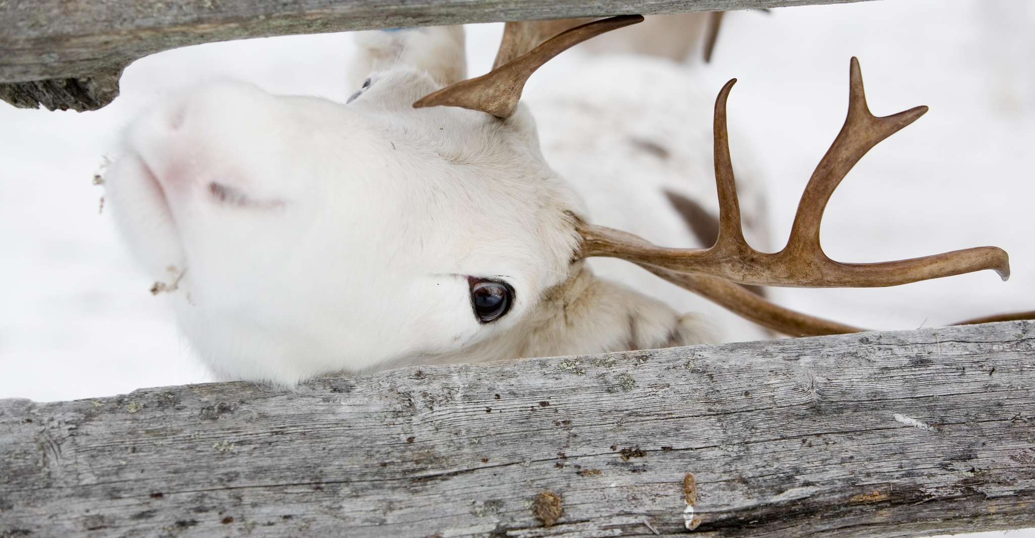 Levi, Lappish Village Experience and Reindeer Sled Ride - Housity