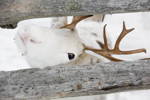 Levi: Lappish Reindeer Sled Ride 3 km