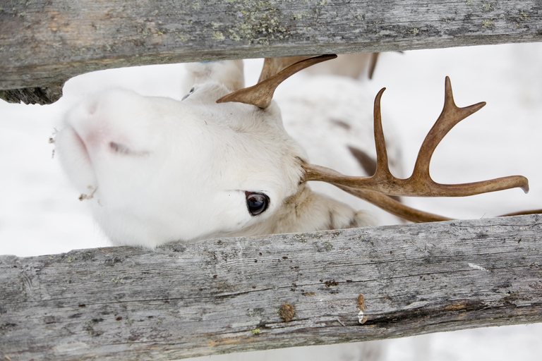 Levi: Lappish Reindeer Sled Ride 3 km