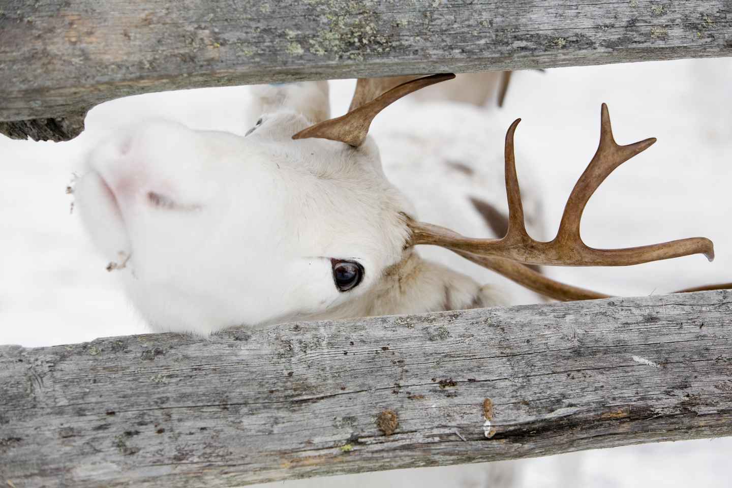 Levi: Lappish Reindeer Sled Ride 3 km