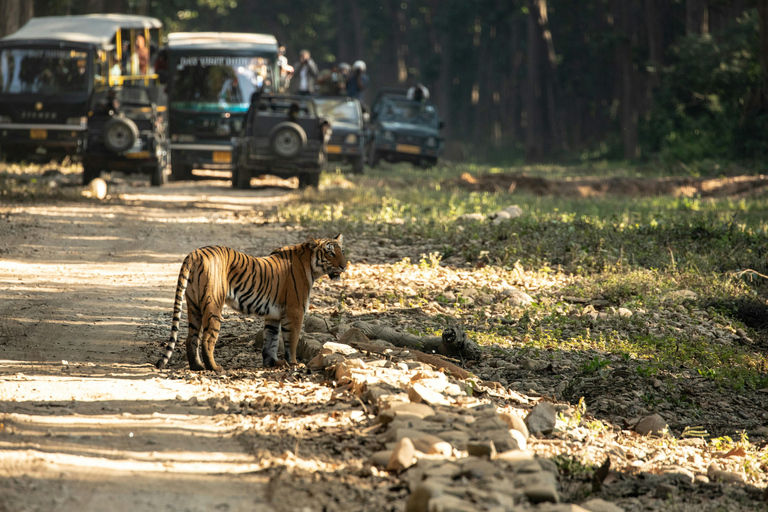 Delhi : 2 jours d&#039;aventure dans le safari Jim Corbett