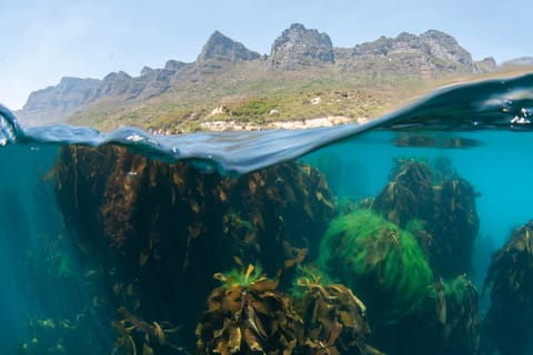 Cape Town: Ocean Safari in Hout Bay