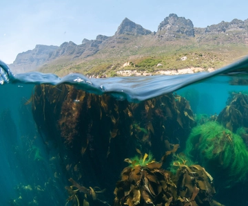Cape Town: Ocean Safari in Hout Bay