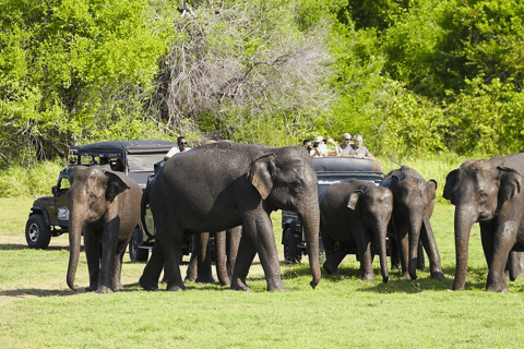 Safari privato in jeep in uno dei migliori parchi nazionali