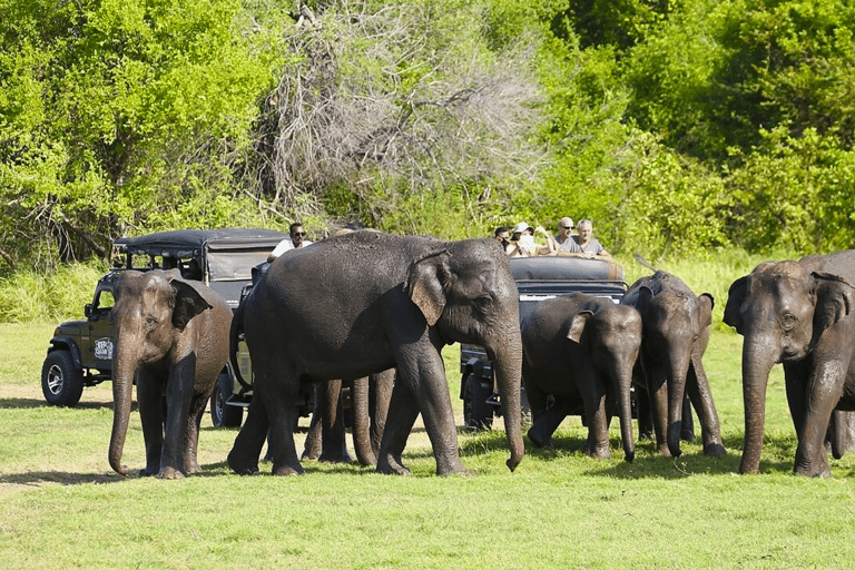 Safari privé en jeep dans l&#039;un des meilleurs parcs nationaux