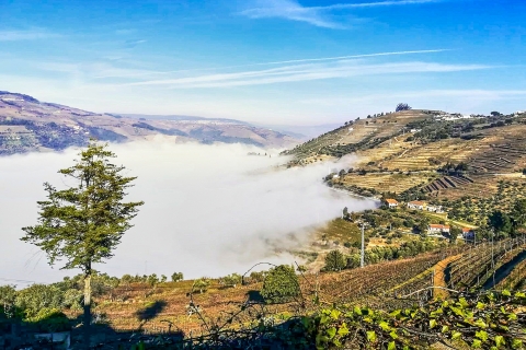 Ab Porto: Douro-Tal-Tour mit Weinprobe, Lunch und BootsfahrtGruppentour