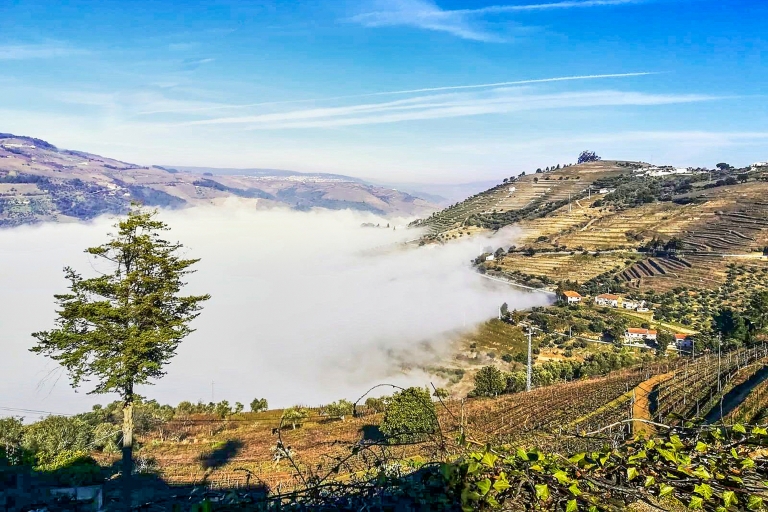 Porto: Douro Valley Tour with Wine Tasting, Lunch & Cruise Private Tour