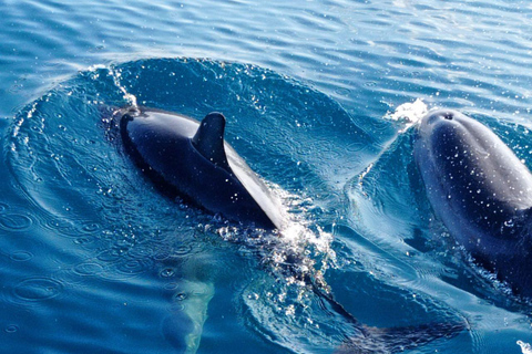 Sunset tour in search of dolphins with aperitif