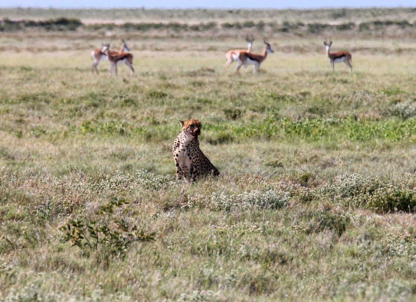 Etosha Nationalpark: Heldags eller halvdags game drive