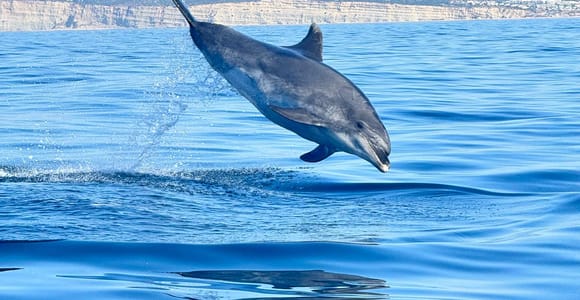 Lagoa: Dolphin Expedition with biologist guide on board