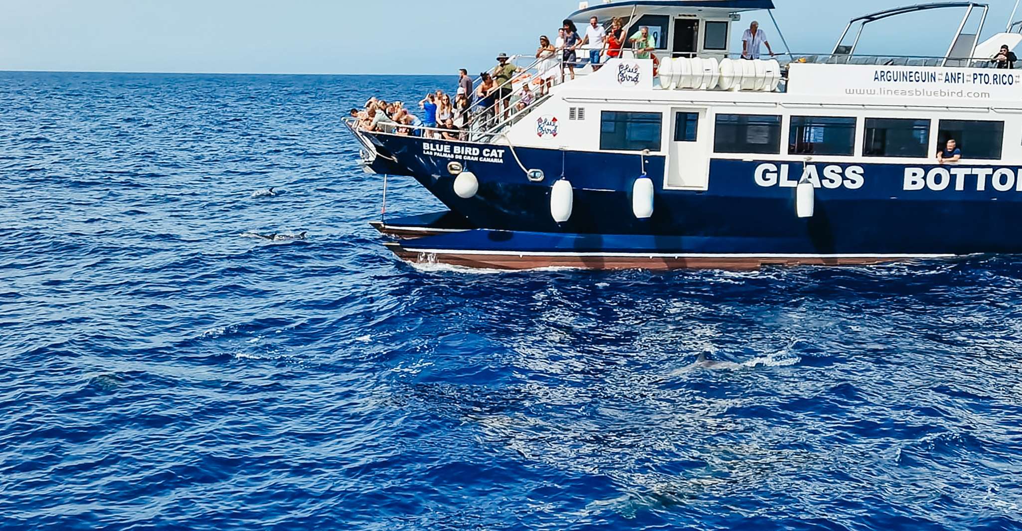 Gran Canaria, Catamaran Dolphin Watch Cruise with Snorkeling - Housity