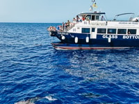 Gran Canaria，双体船海豚手表浮潜 - Housity
