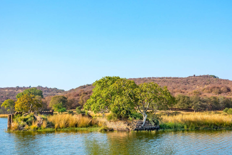 从斋浦尔出发：Ranthambore 出租车之旅从斋浦尔出发：乘坐出租车游览兰特汉博尔