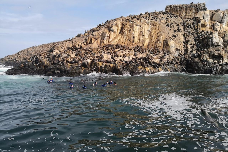 Lima: Palomino Island Marine Adventure Tour swimming with Sea Lions