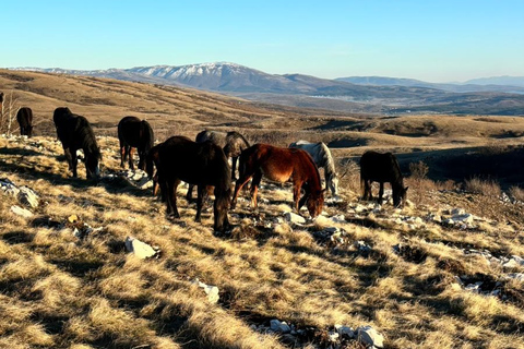 Livno: Guided Wild Horses Tour with Local Aperitif
