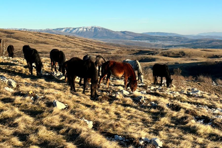 Livno: Guided Wild Horses Tour with Local Aperitif