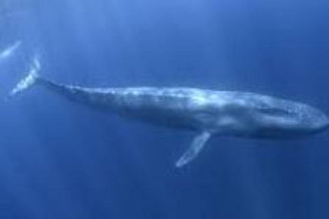 Exclusive Whale &amp; Dolphin Tours in Sri Lanka: Trincomalee